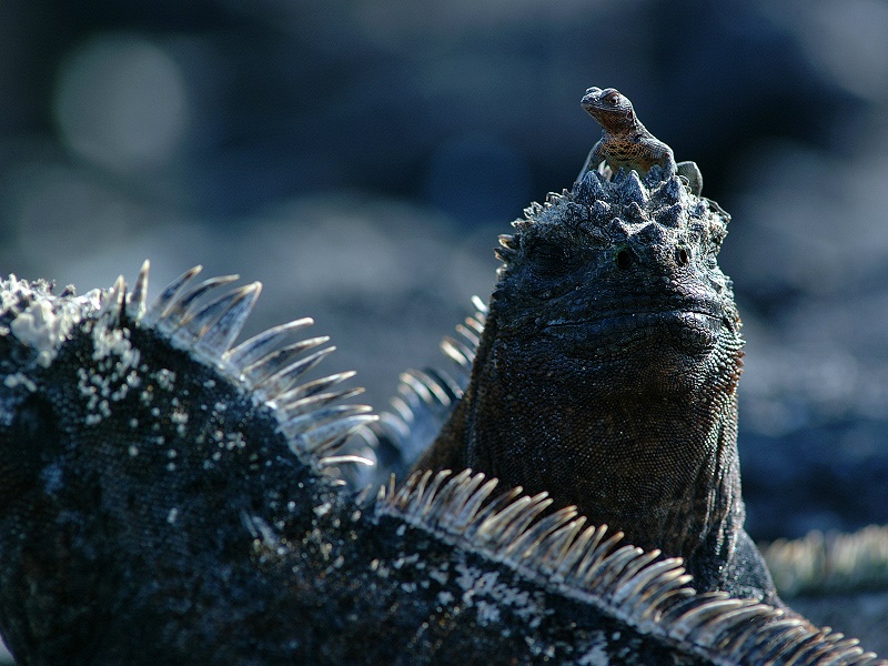 Tour Islas Galapagos de locura - Imagen 2