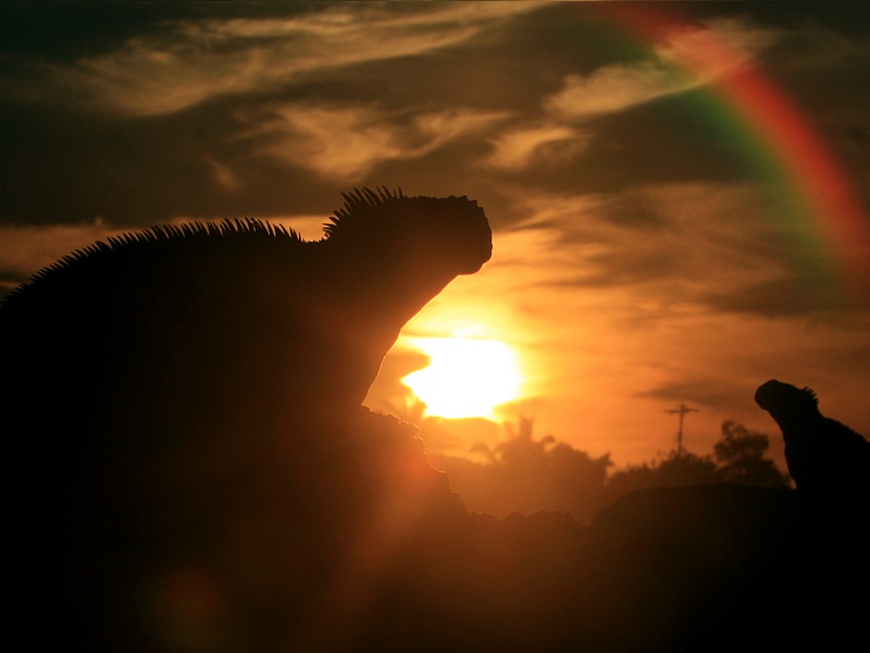 Tour Islas Galapagos de locura - Imagen 4