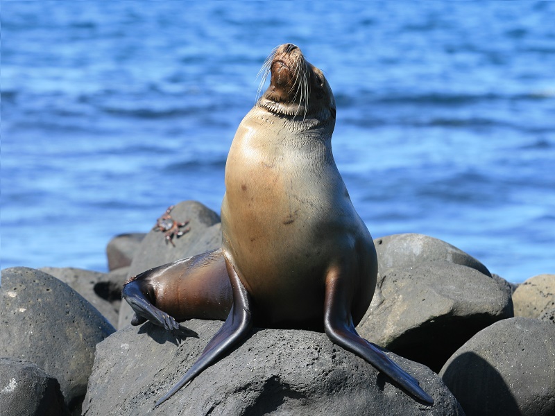 Tour a Galapagos magico - Imagen 3
