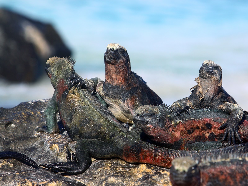 Tour Islas Galapagos de locura - Imagen 3
