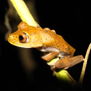 Tour a Cuyabeno-Jamu lodge