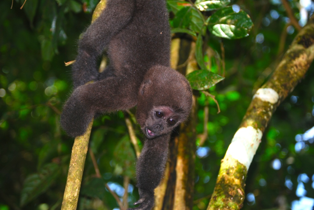 Tour a Cuyabeno-Jamu lodge - Imagen 4