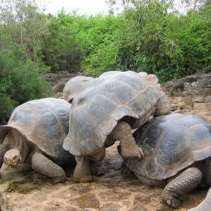 Tour a Galapagos Clásico